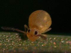 Globular Springtail